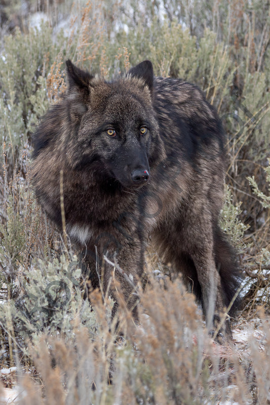 Wolf GTNP