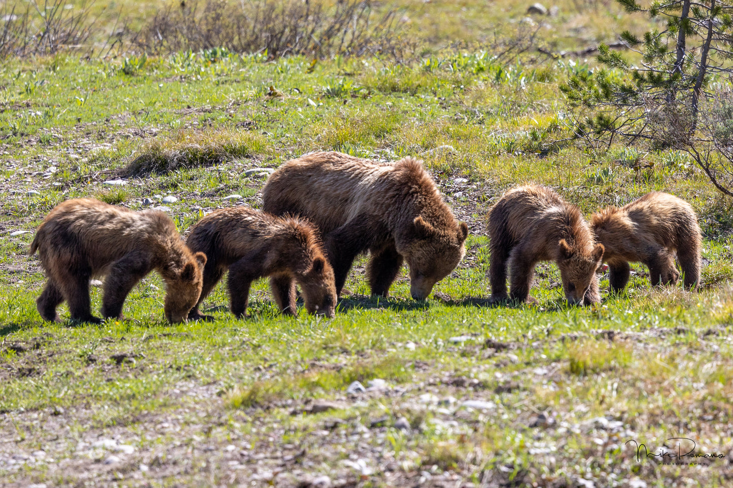 Bear 399 and her 4 Cubs, May 2021
