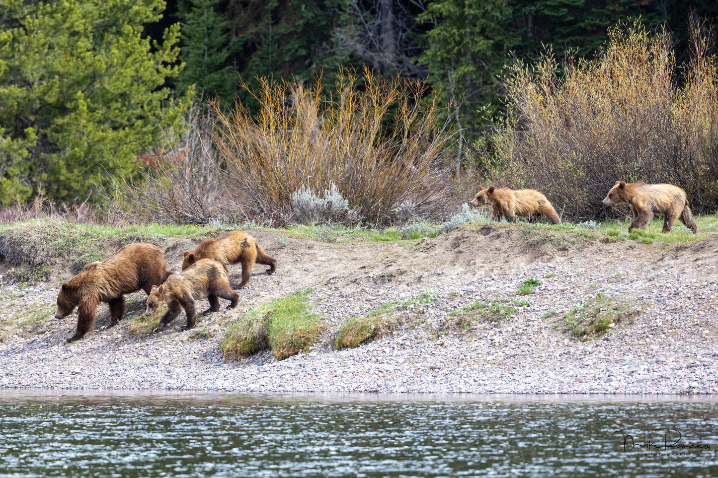 Bear 399 and her 4 Cubs, May 2021