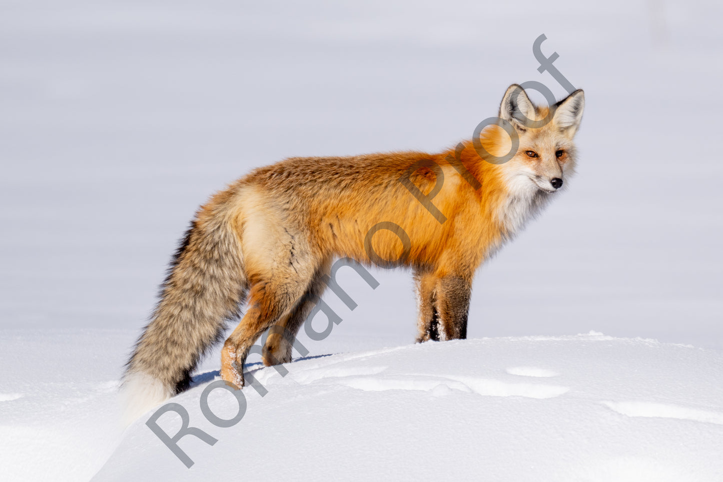 Red Fox,Yellowstone National Park