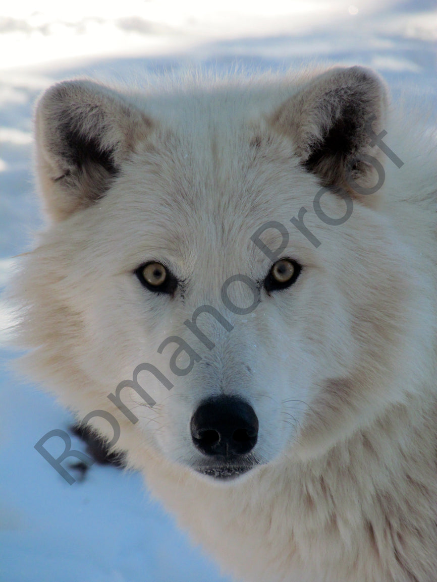 Wolf