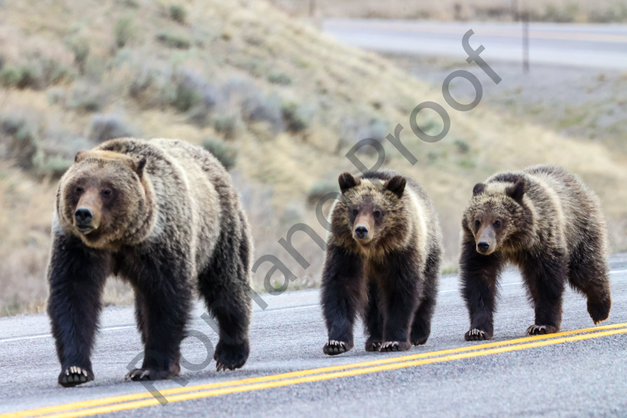 Felicia  and her cubs