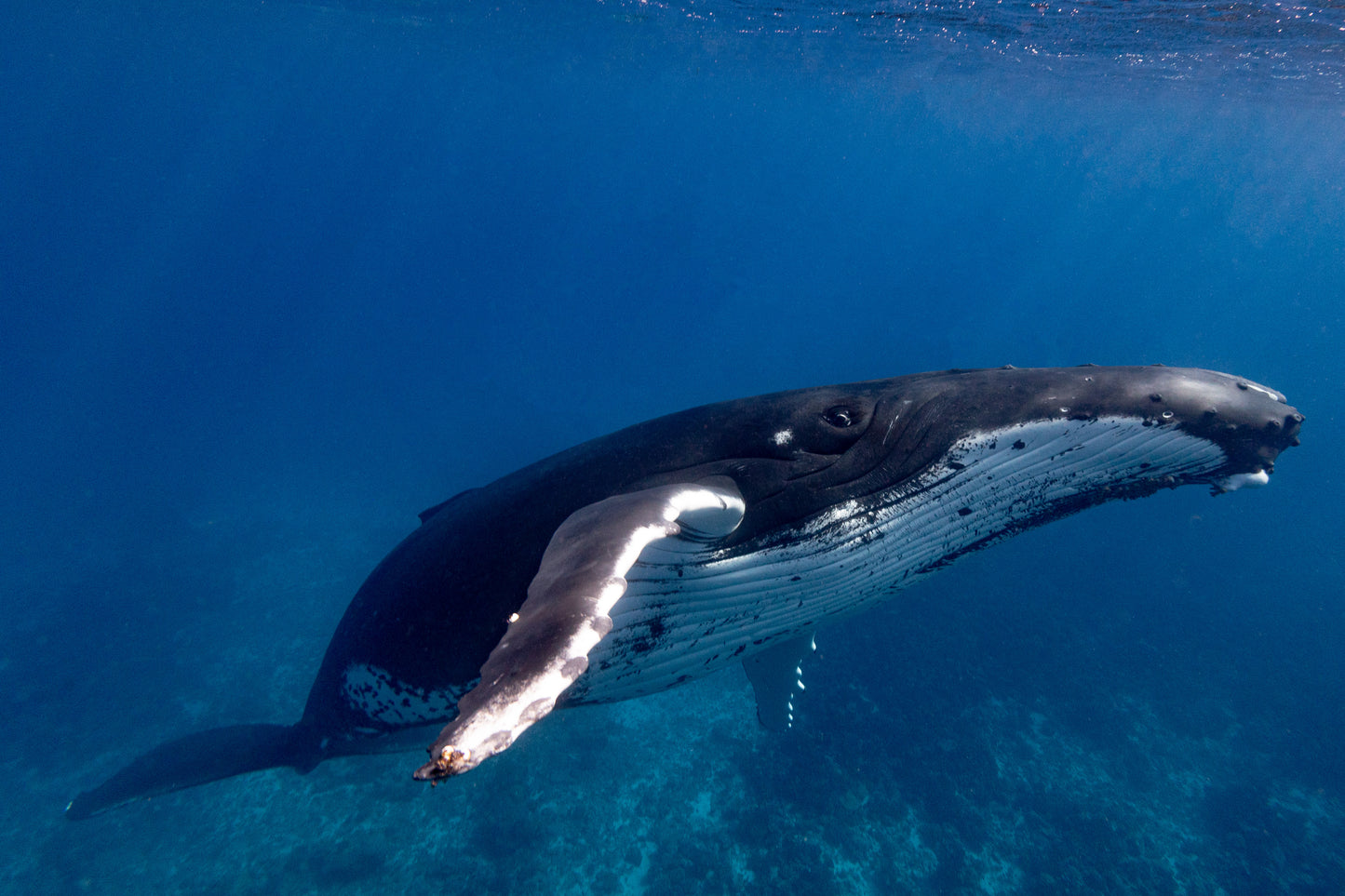Whales of Moorea
