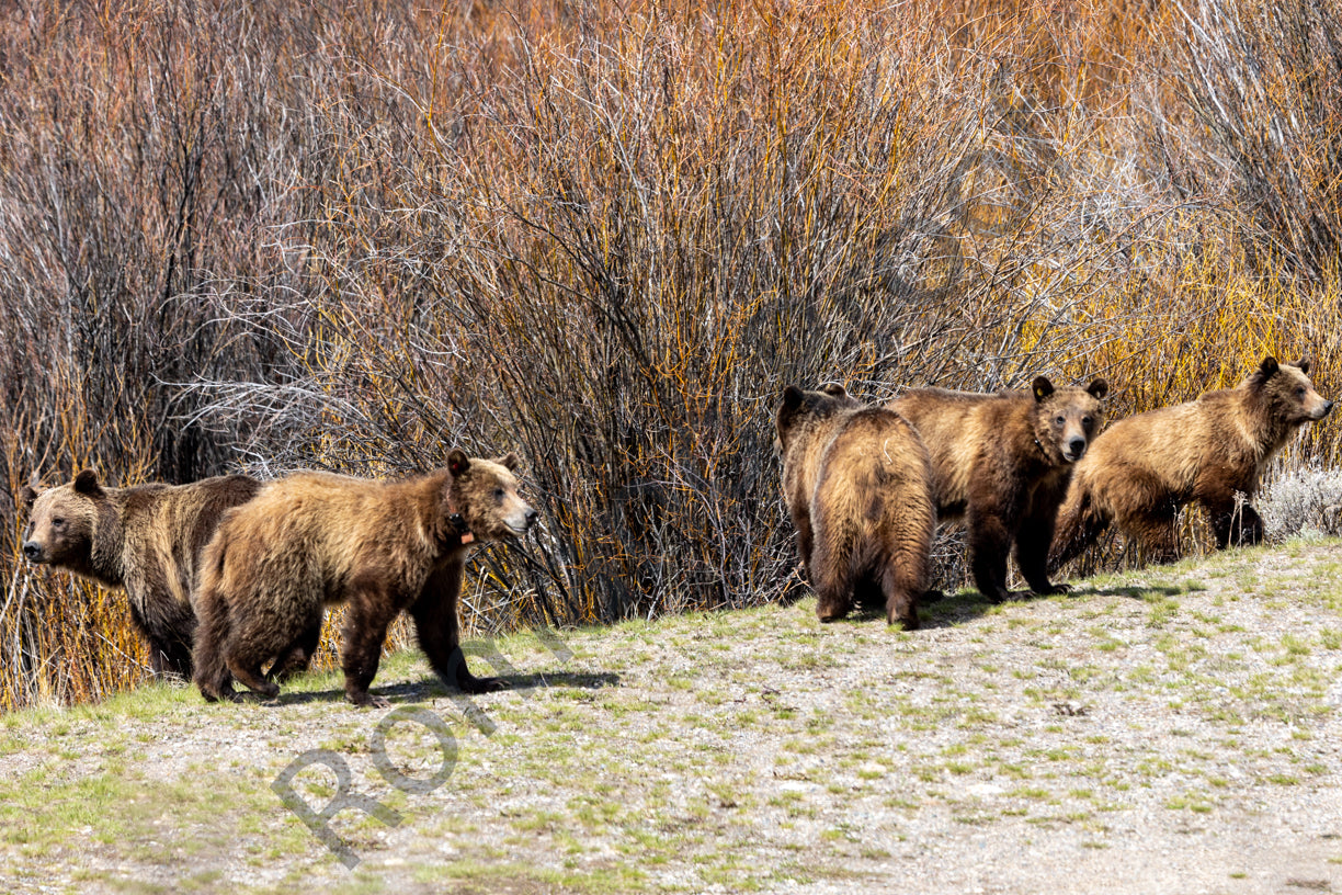 Bear 399 and her 4 Cubs, May 2021