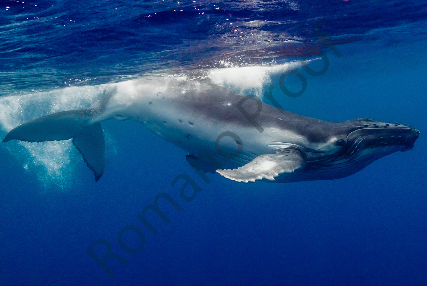 Whales of Moorea
