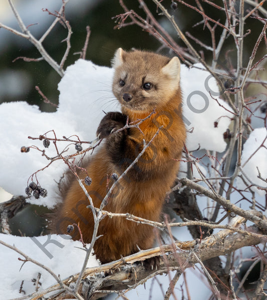 Marten