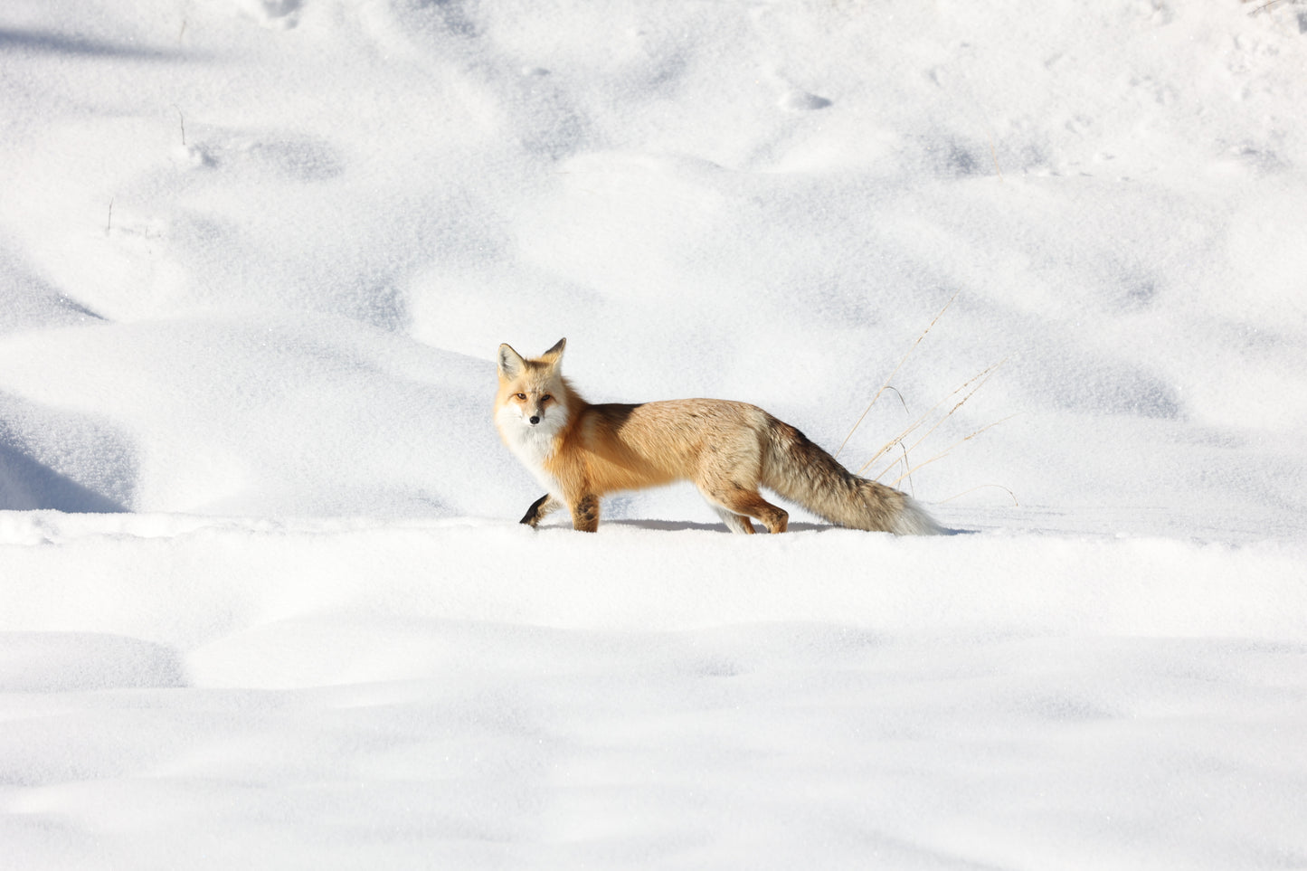 Red Fox,Yellowstone National Park