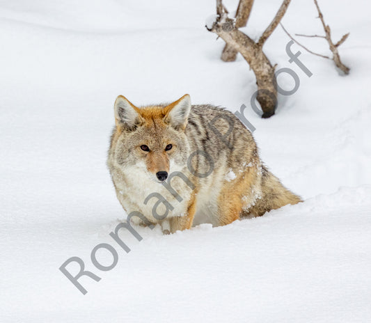 Coyote, Grand Teton National Park