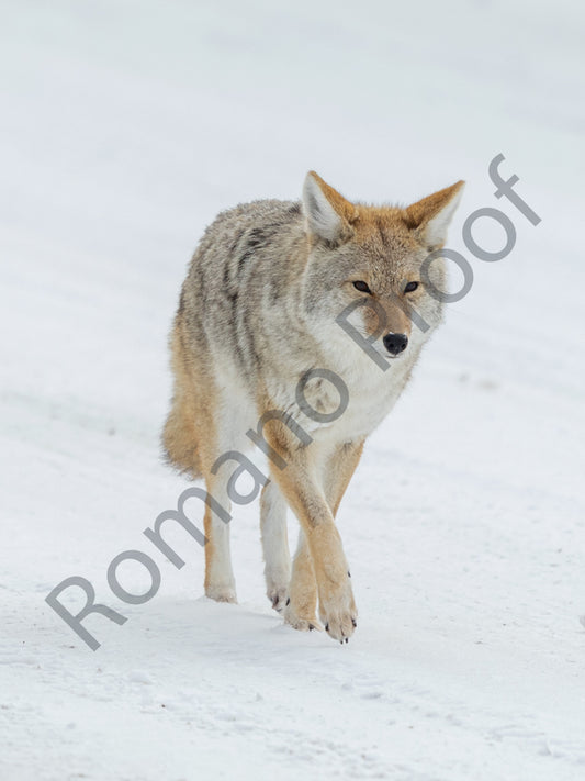 Coyote, Grand Teton National Park