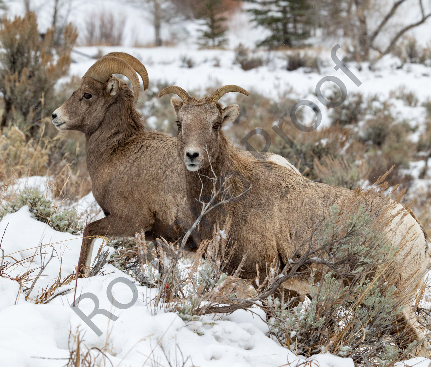 Big Horn Sheep, Grand Teton National Park