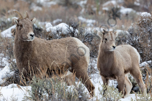 Big Horn Sheep Strolls Through The Snow in Grand Teton National Park