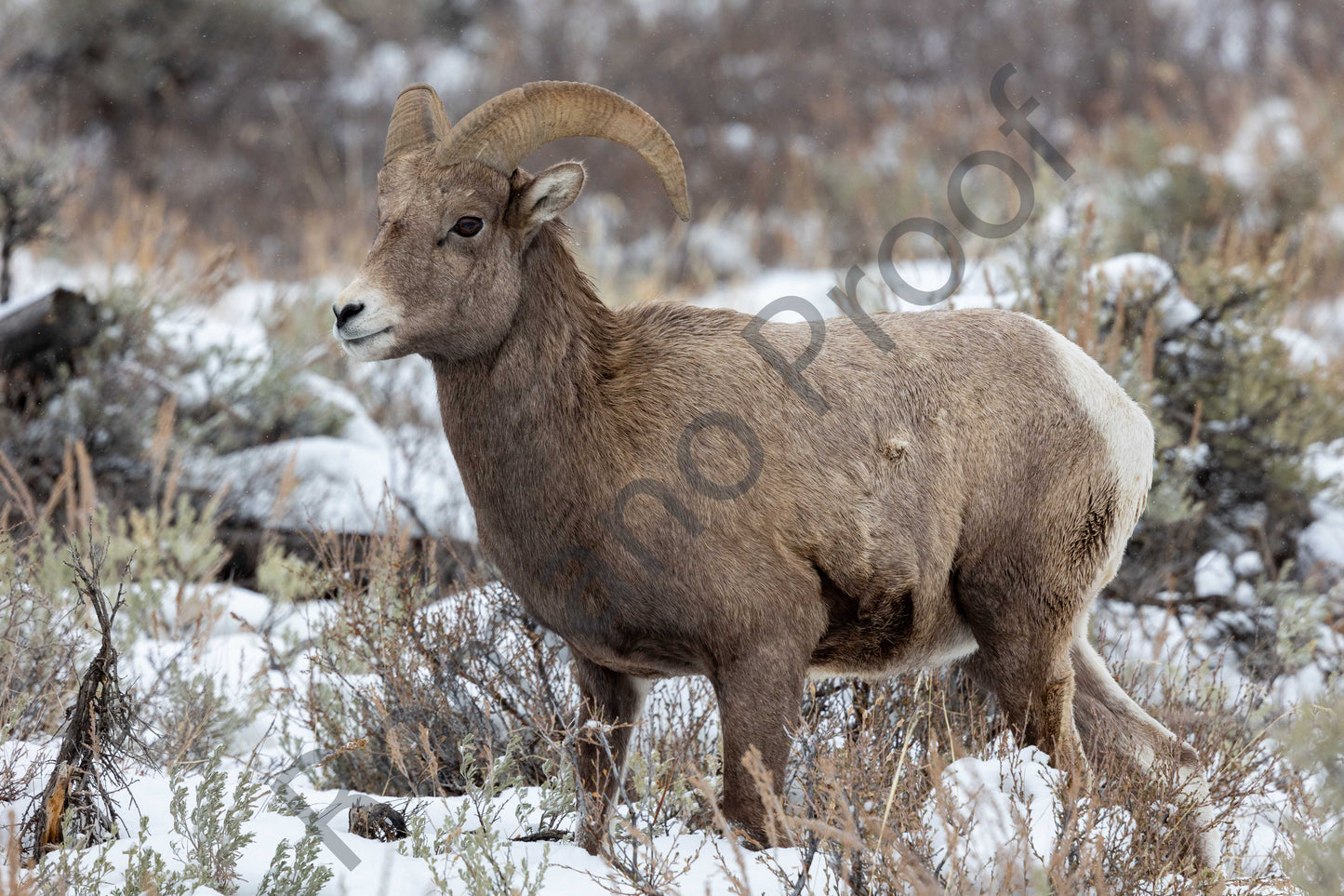 Big Horn Sheep Strolling through Grand Teton National Park