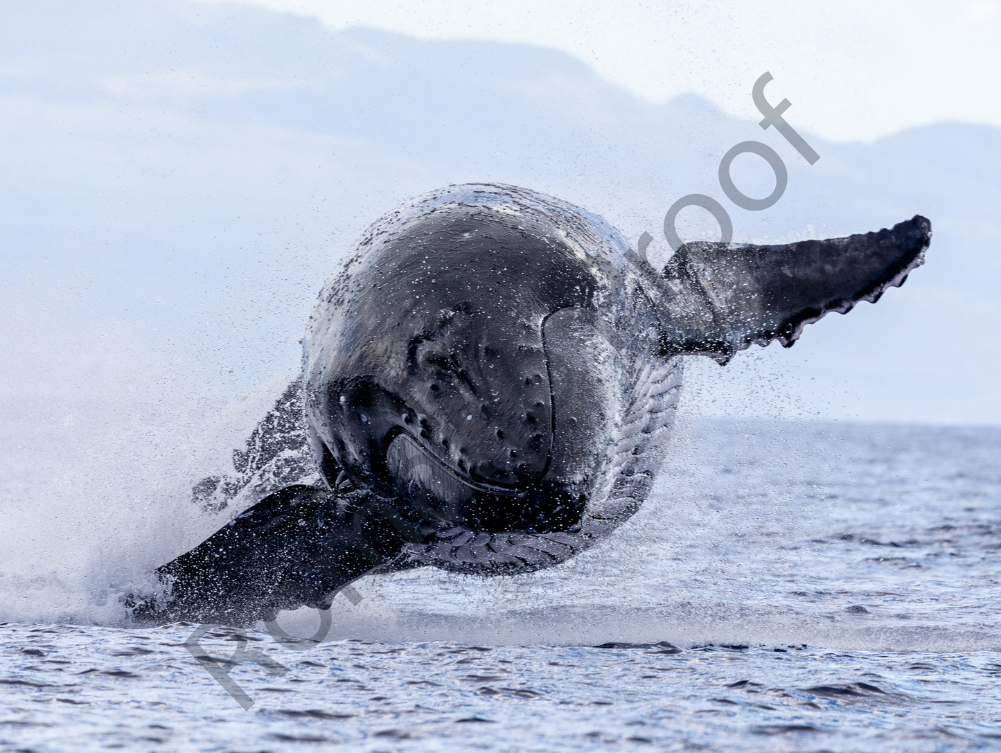 Massive Humpback Whale Skipping Across Water