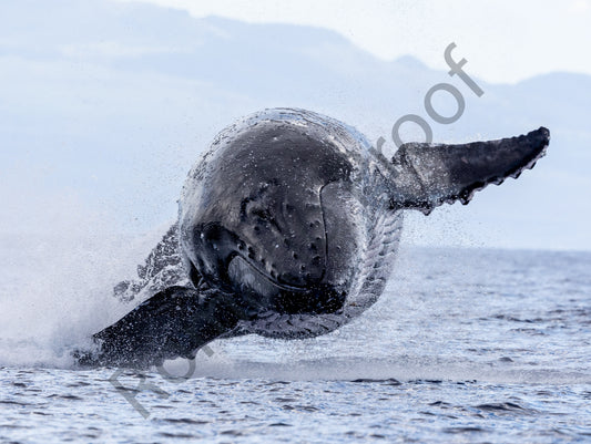 Massive Humpback Whale Skipping Across Water