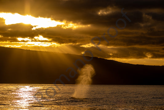 Whale blow with the setting sun