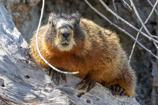Marmot