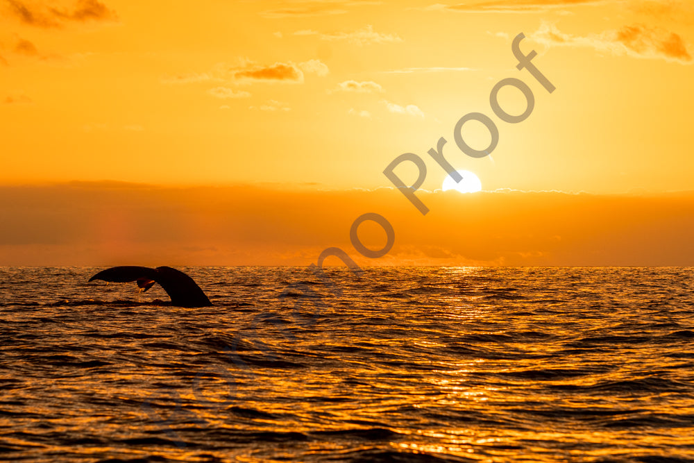 Whale Tail with the sun setting.