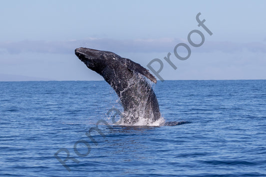 Baby Humpback Whale Breach Arching
