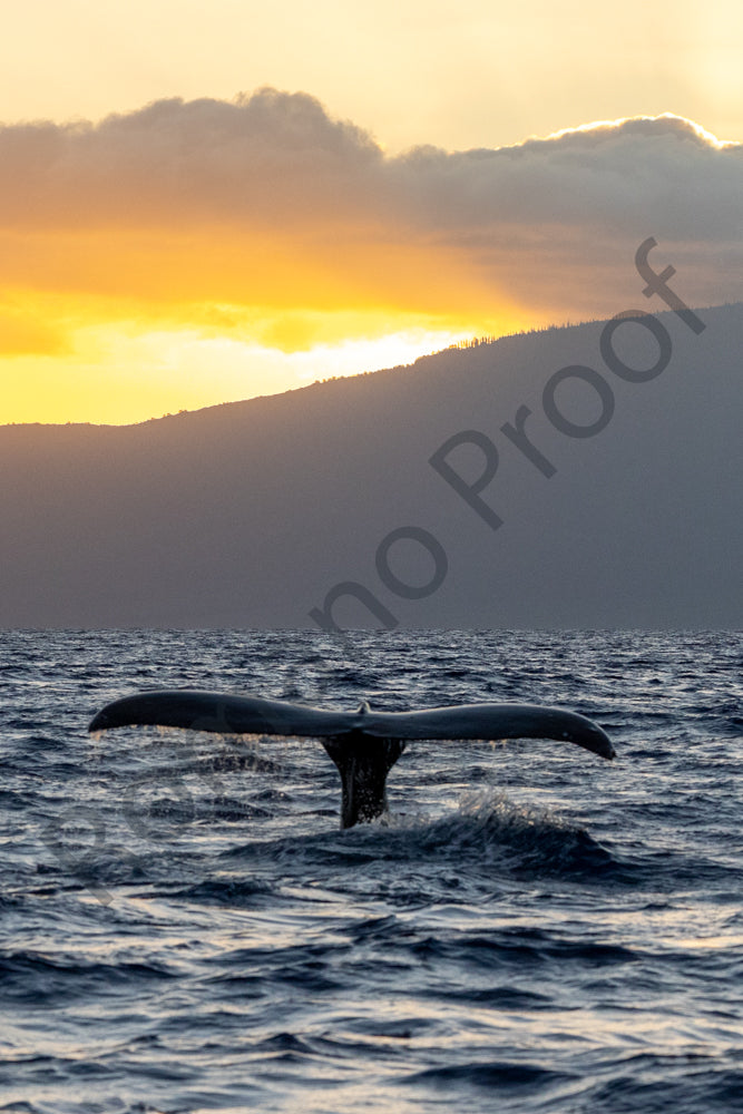 Whale Tail with the sun setting on Lanai