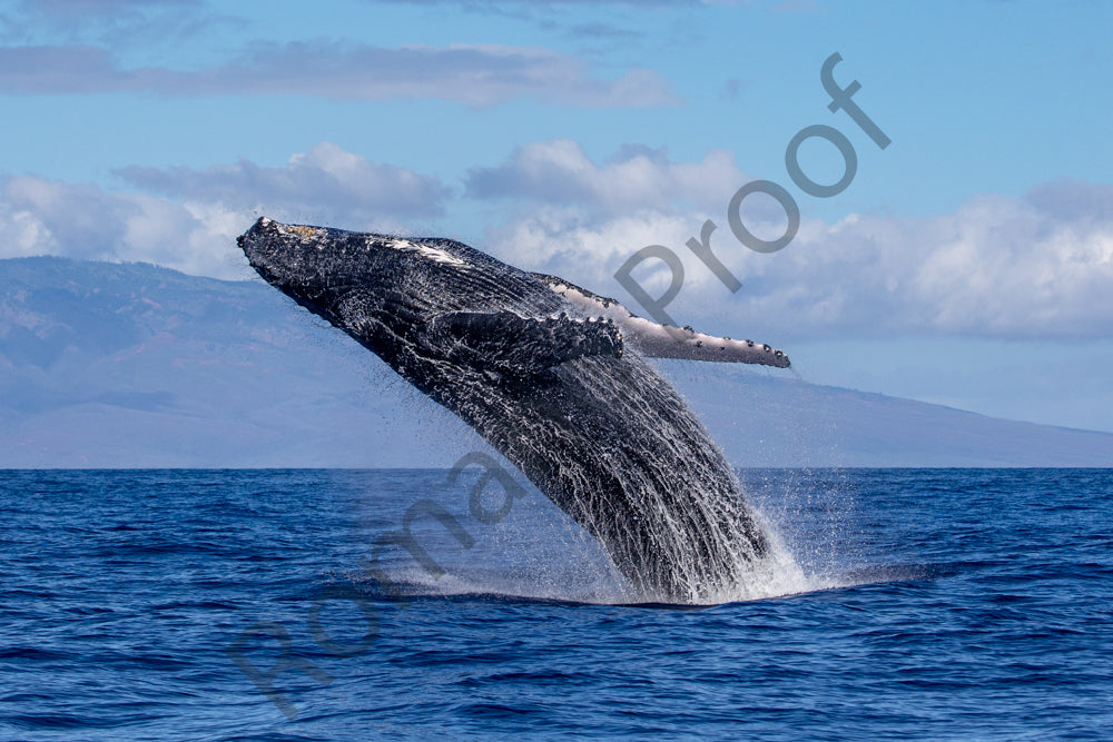 Humpback Whale Breach with island of Lanai, Hawaii in the background