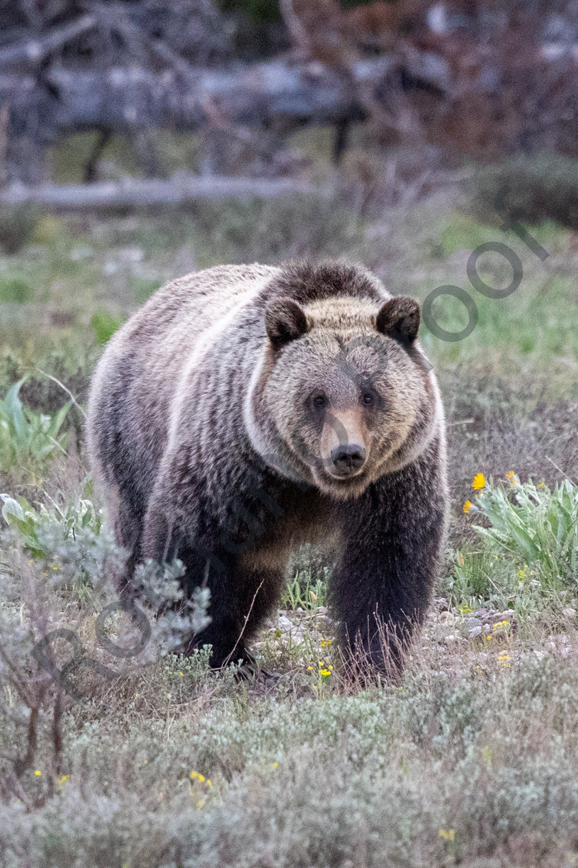 Grizzly Bear