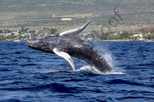 Baby Humpback Whale Full Breach Wings Spread