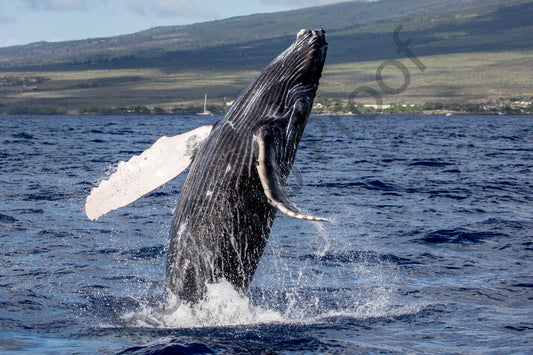 Baby Humpback Whale Breach