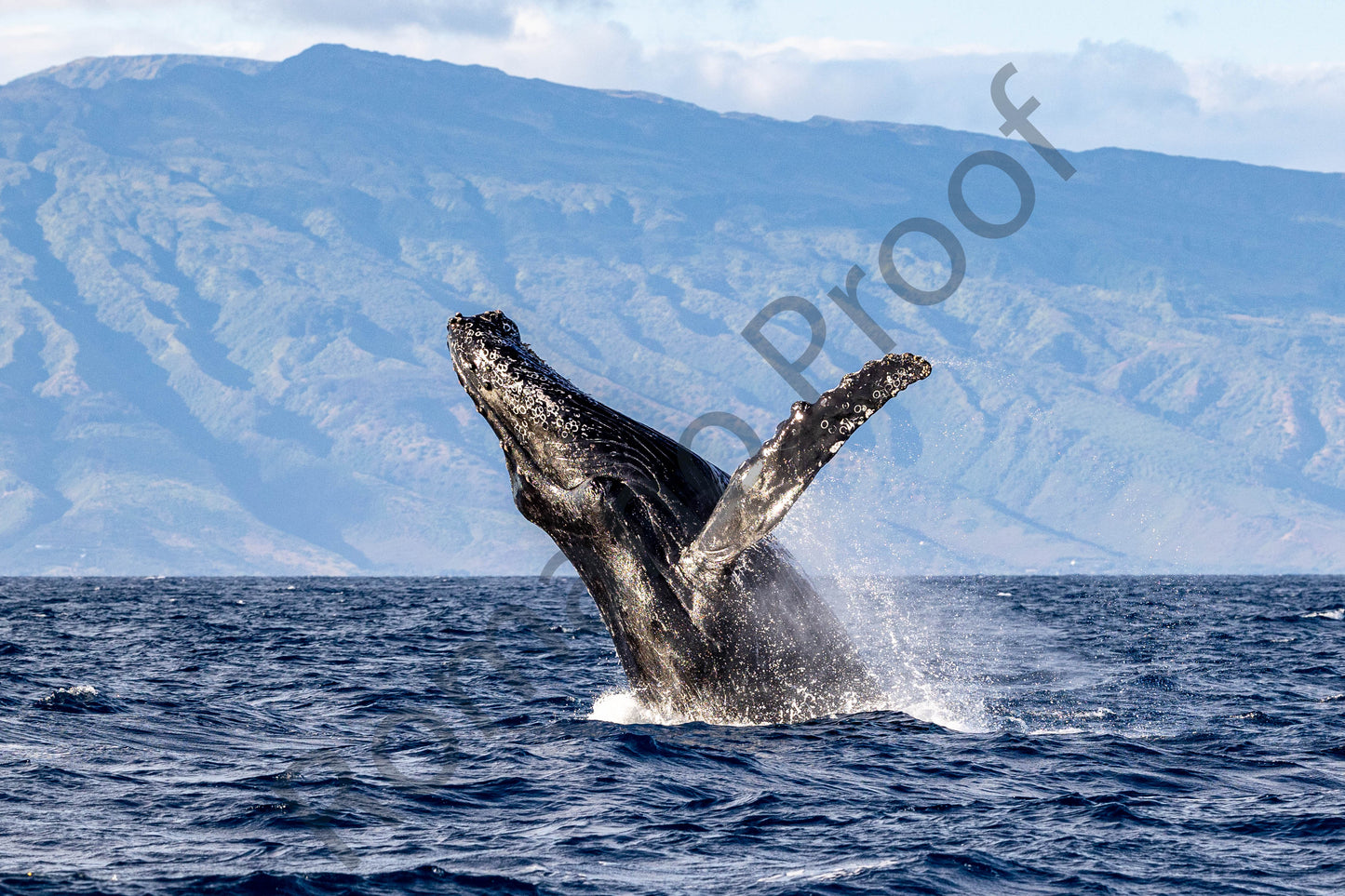 Contrast of Humpback Breach against the Mountain Line
