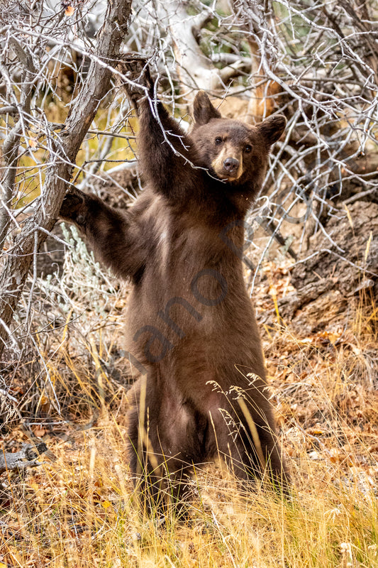 Cinnamon Black Bear