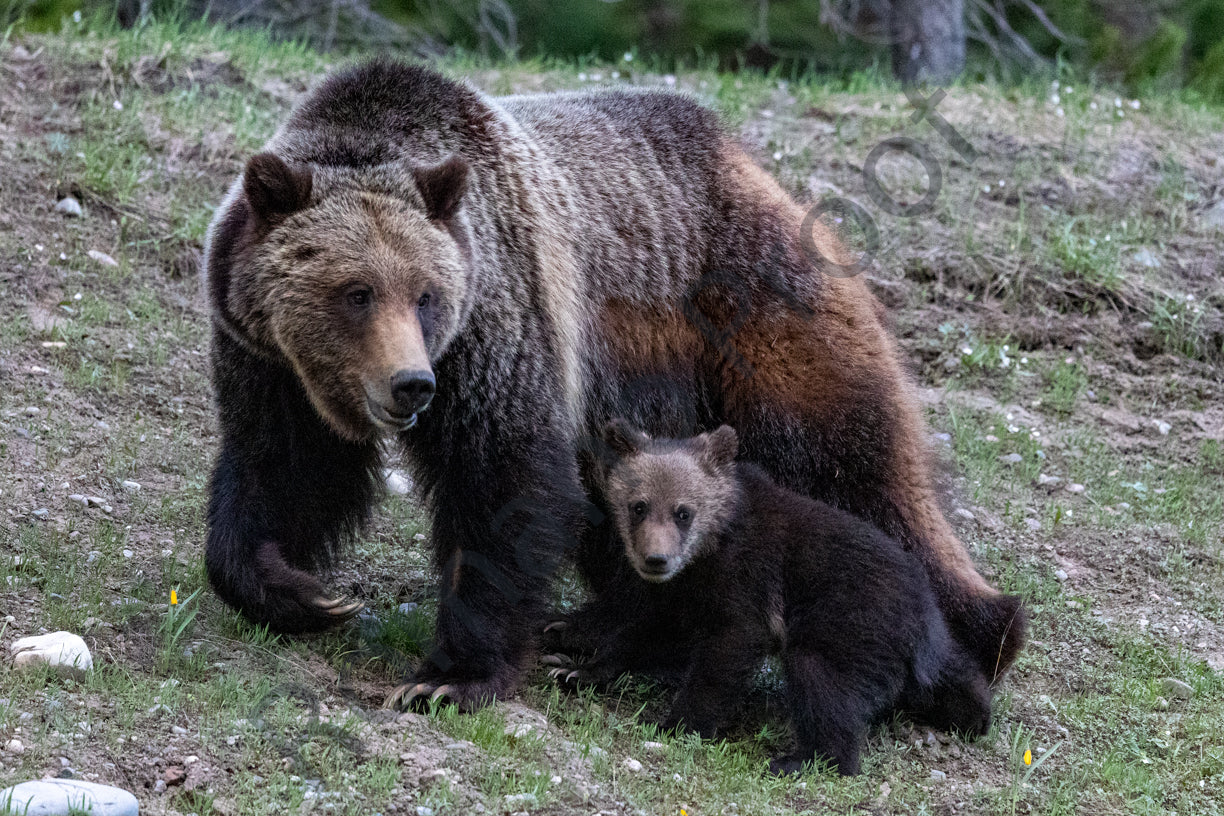 Grizzly mom and cub
