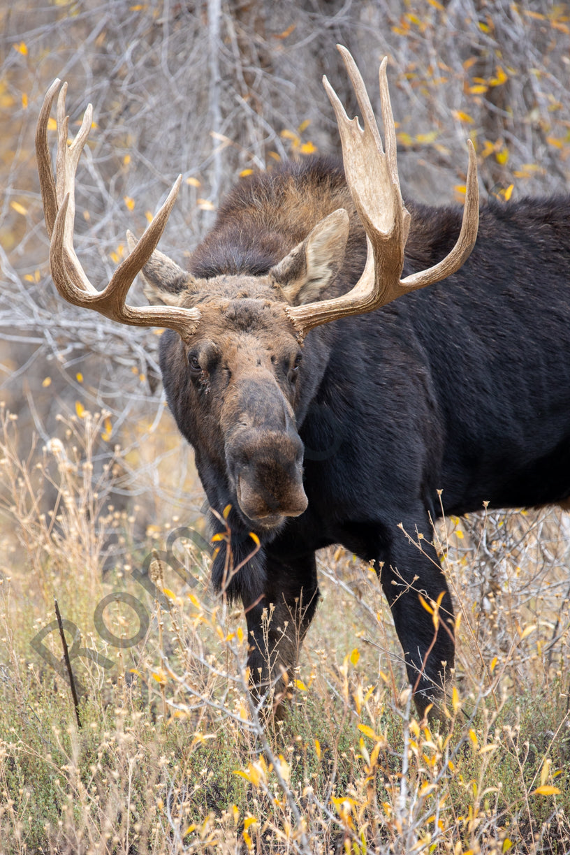 Moose of Grand Teton National Park