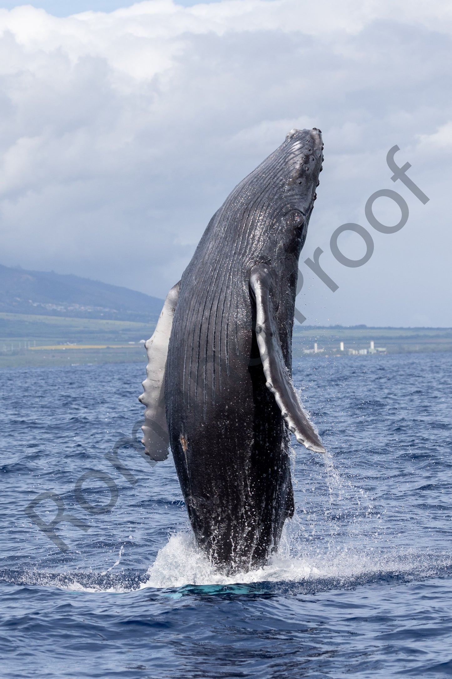 Baby Humpback Whale Full Breach