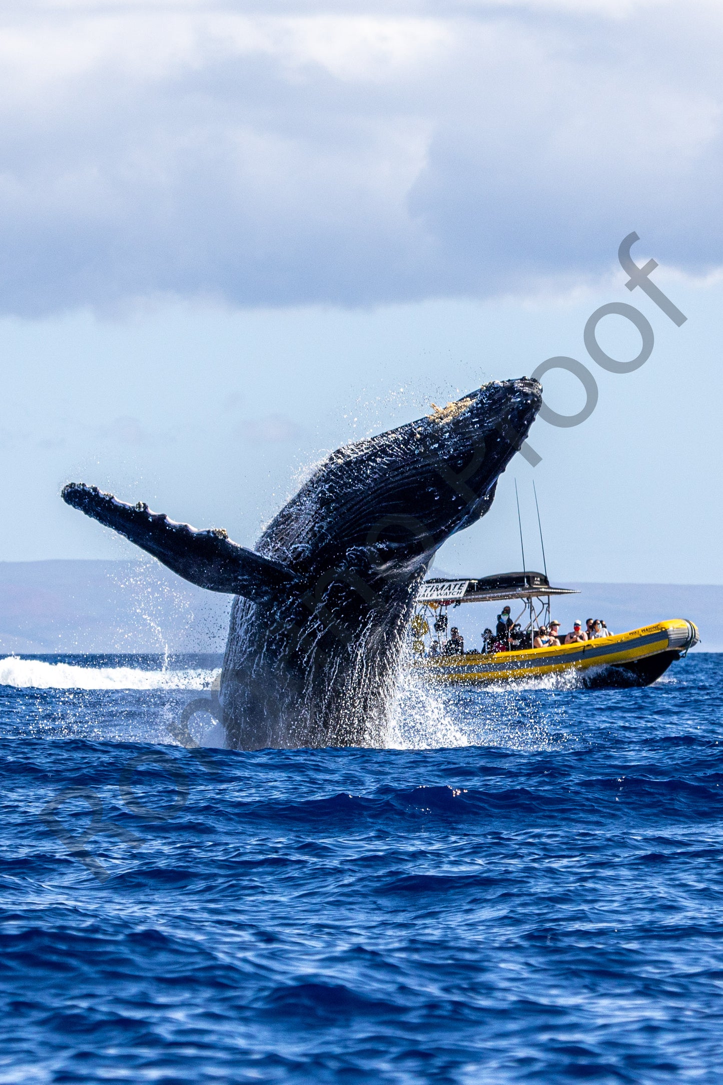 Humpback Whale Breach with Pontoon Boat Behind
