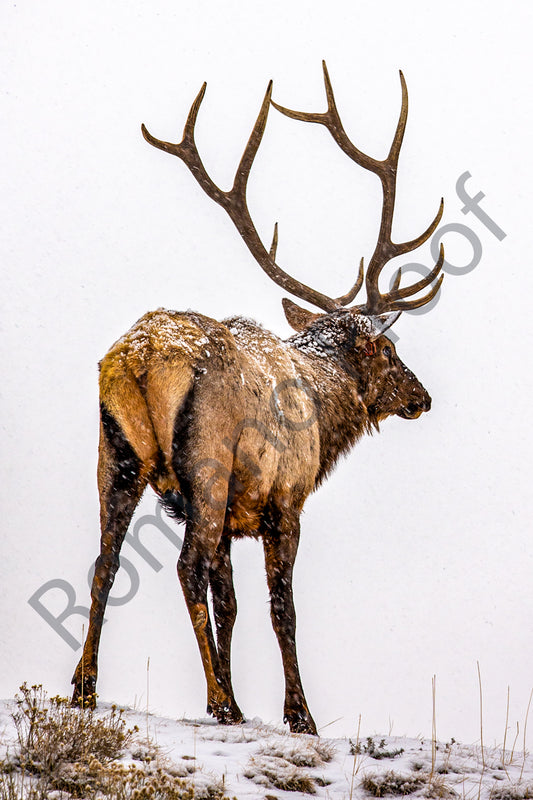 Bull Elk, Yellowstone National Park