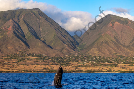 A whale breaches in front of the West Maui Mountains