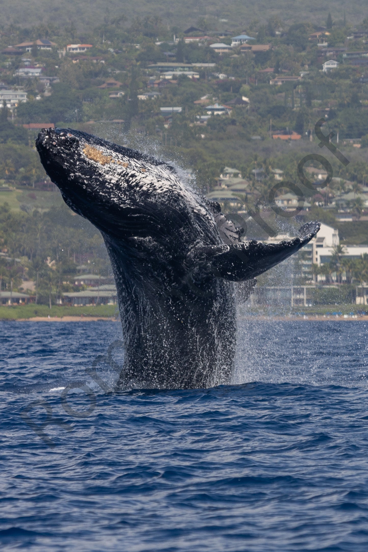 Big Humpback Whale Breach