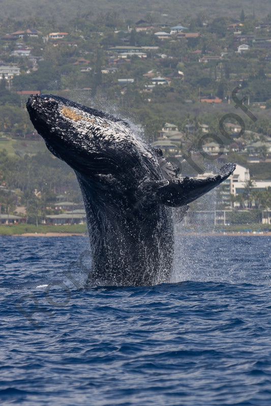 Big Humpback Whale Breach