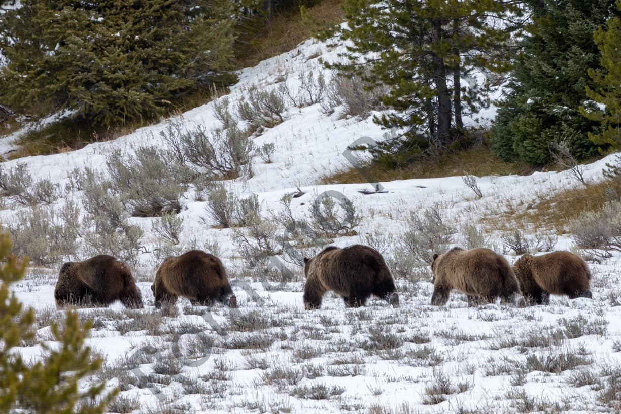 Bear 399 and her 4 Cubs, November 2021