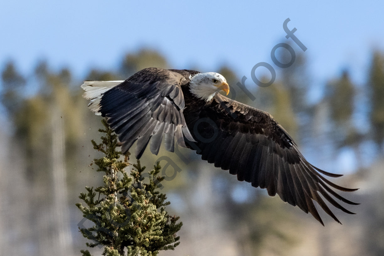 Eagles Flying in Bridger Teton