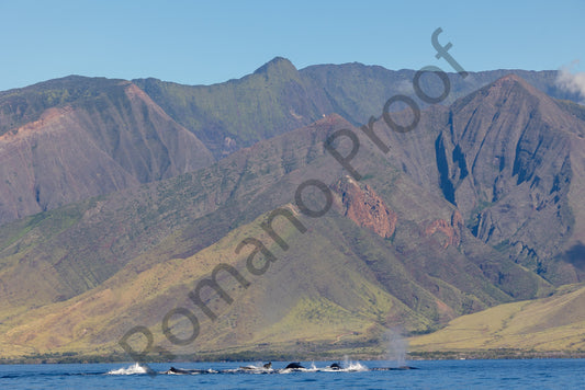 A Pod of Whales With West Maui Mountains