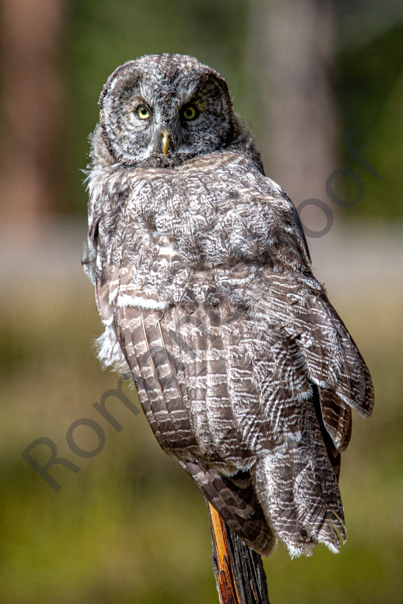 Great Grey Owl, Yellowstone National Park