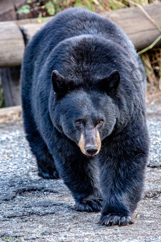Huge Black Bear Strolls the Grounds of Yellowstone National Park.