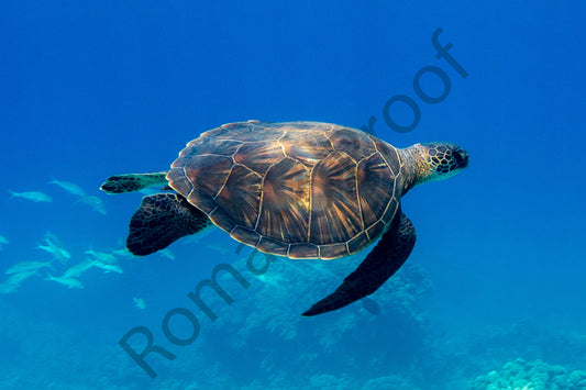 Turtles