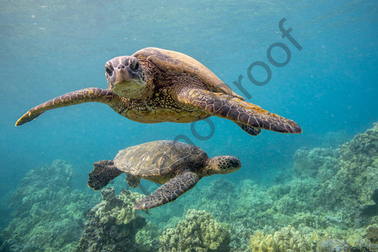 Turtles