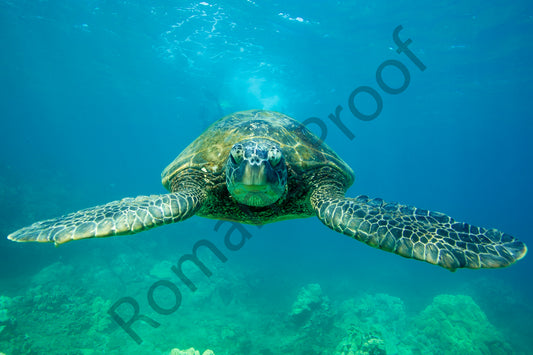 Turtle Stare