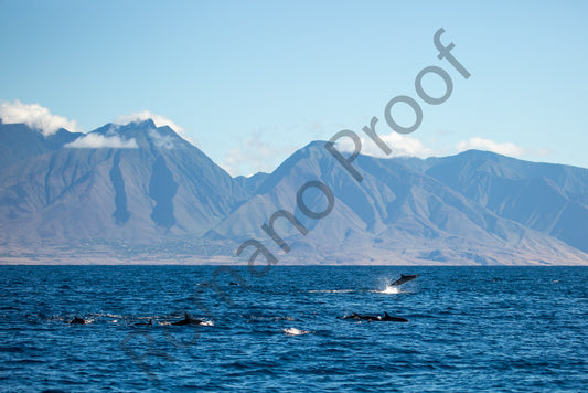 A pod of dolphins play in front of the West Maui Mountains