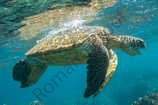 Turtles