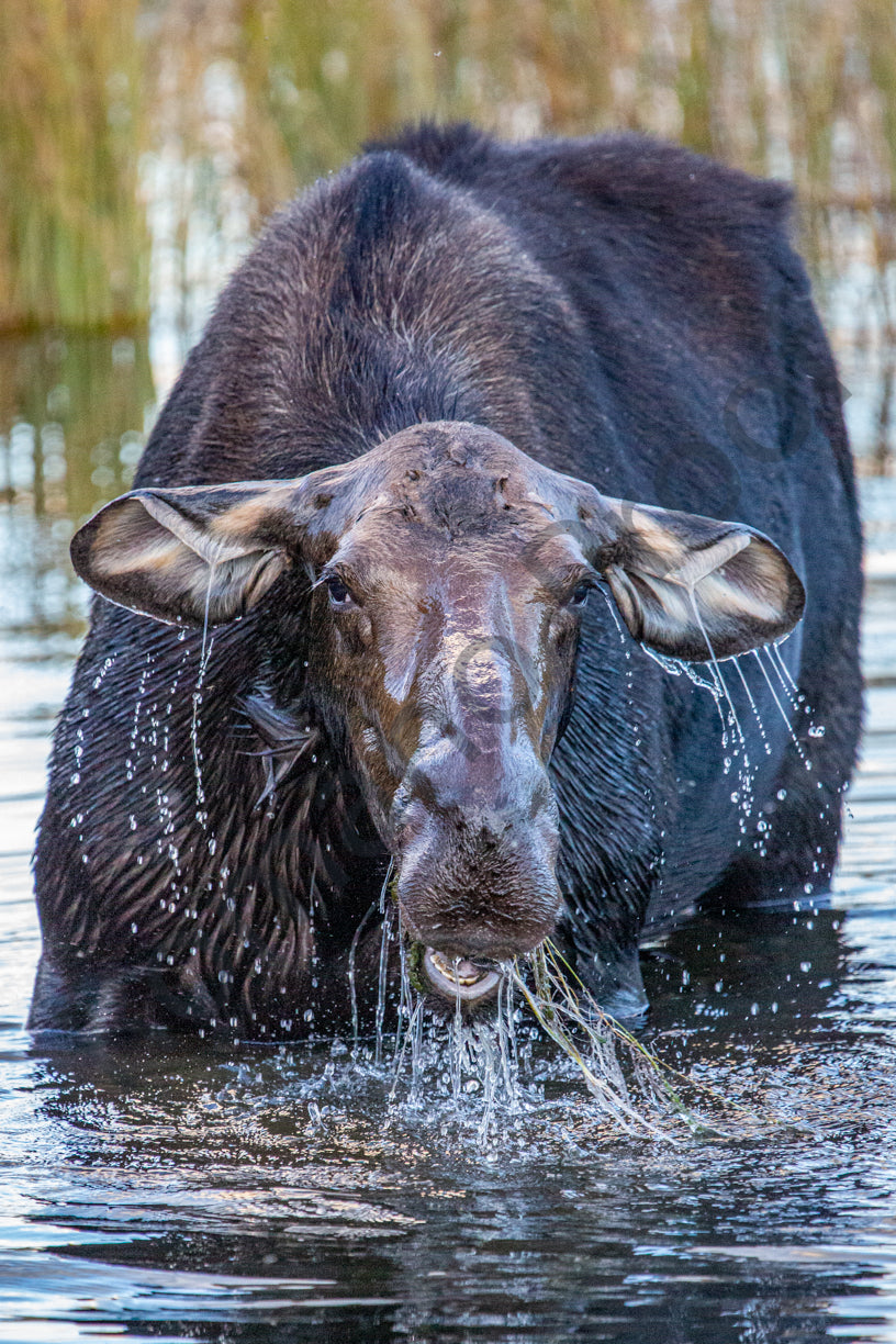 Moose of Grand Teton National Park