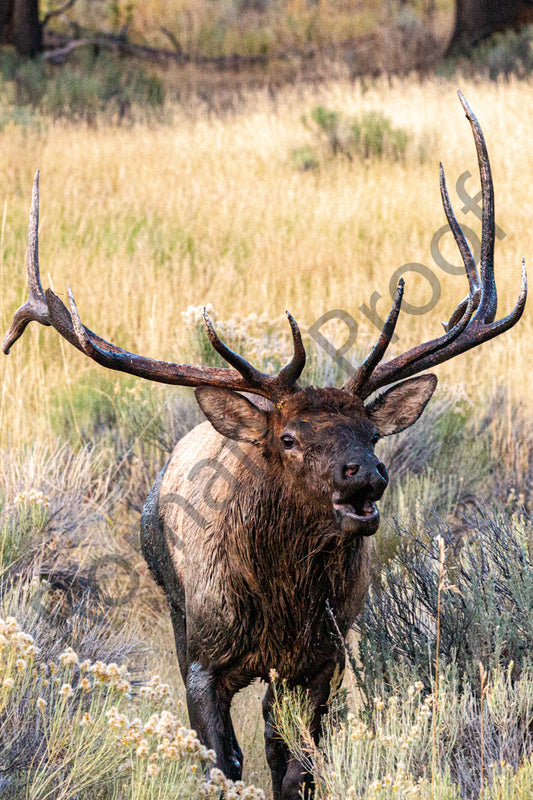 Bull Elk, Yellowstone National Park