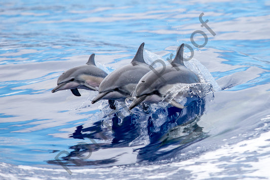 Dolphin Family